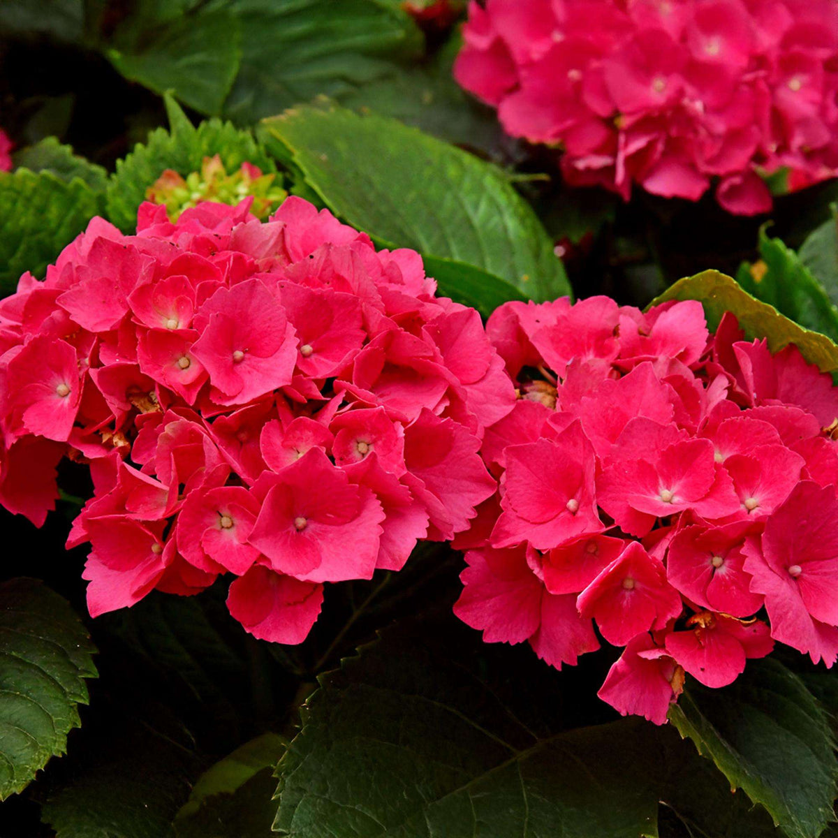 Hortensie – Hydrangea macrophylla Rot – Blüte Rot – Ø17cm – ↕30cm – Sommerblüher – Pflegeleicht & Laubabwerfend 