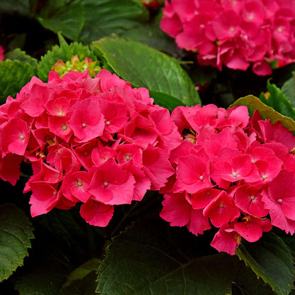 Hortensie – Hydrangea macrophylla Rot – Blüte Rot – Ø17cm – ↕30cm – Sommerblüher – Pflegeleicht & Laubabwerfend 