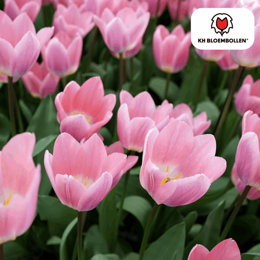 Tulpenzwiebeln Light and Dreamy – 20 Blumenzwiebeln – Sanfte Pastellfarben – Romantisch & verträumt – Für Garten & Topf 