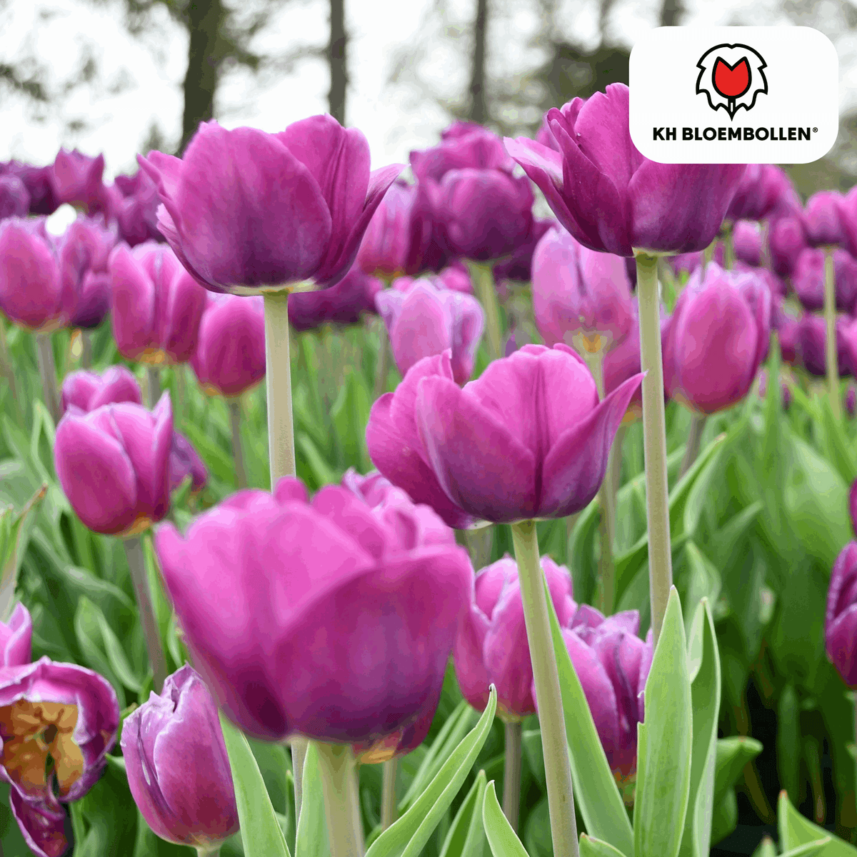 Tulpenzwiebeln Purple Prince – 20 Blumenzwiebeln – Lila-violette Tulpe – Kraftvoll & elegant – Für Garten & Topf 
