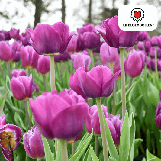 Tulpenzwiebeln Purple Prince – 20 Blumenzwiebeln – Lila-violette Tulpe – Kraftvoll & elegant – Für Garten & Topf 