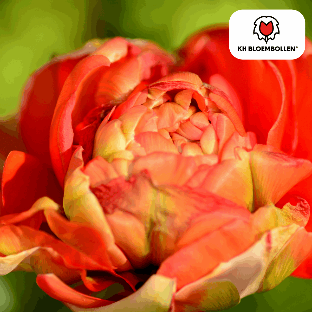 Tulpenzwiebeln Gudoshnik Double – 20 Blumenzwiebeln – Gefüllte Tulpe in Gelb, Orange & Rot – Pfingstrosenartig & farbintensiv – Für Garten oder Topf 