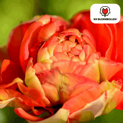 Tulpenzwiebeln Gudoshnik Double – 20 Blumenzwiebeln – Gefüllte Tulpe in Gelb, Orange & Rot – Pfingstrosenartig & farbintensiv – Für Garten oder Topf 