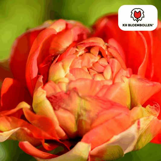 Tulpenzwiebeln Gudoshnik Double – 20 Blumenzwiebeln – Gefüllte Tulpe in Gelb, Orange & Rot – Pfingstrosenartig & farbintensiv – Für Garten oder Topf 