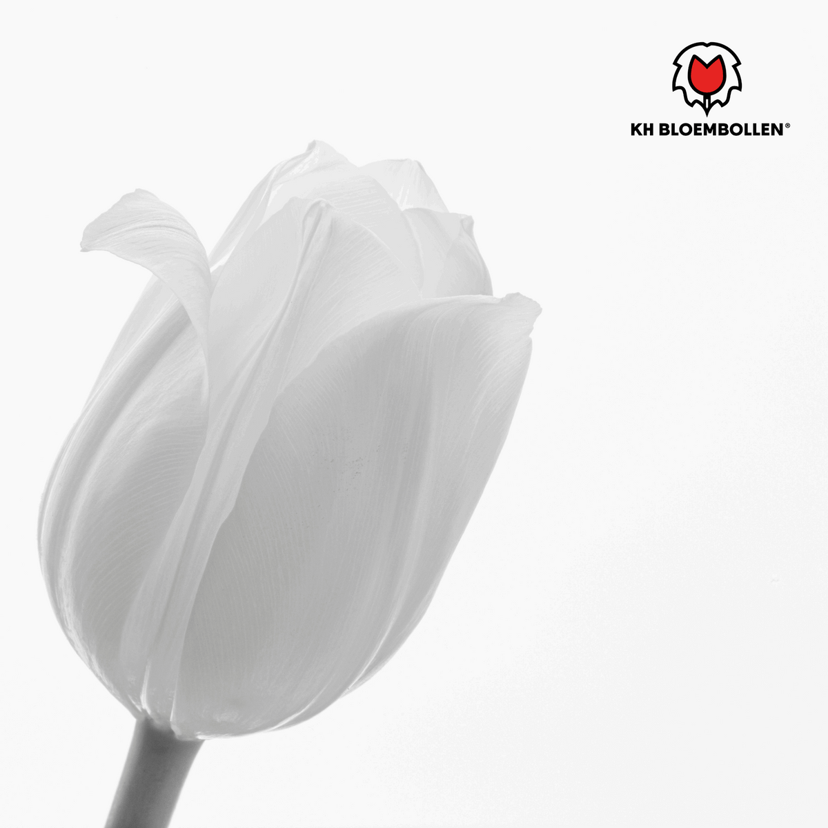 Catherina Tulpenzwiebeln – 20 Stück – Reinweiße Frühlingsblüher – Tulipa „Catherina“ – Für Garten & Topf – Blüte April–Mai 
