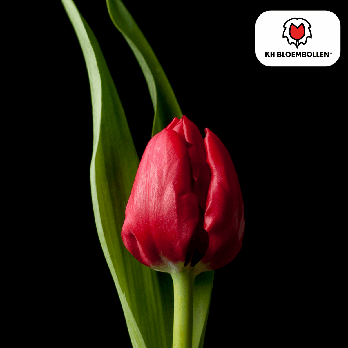 Tulpenzwiebeln Ile de France – 20 Blumenzwiebeln – Tiefrote Tulpe – Klassisch, elegant & robust – Für Garten oder Topf 