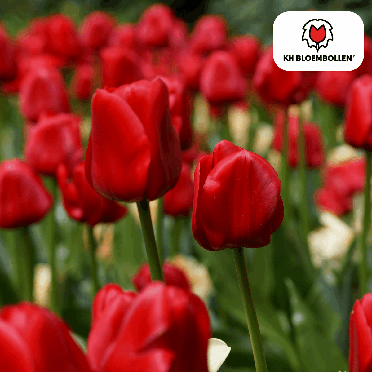 Tulpenzwiebeln Seadov – 20 Blumenzwiebeln– Tiefrote Tulpe mit gezacktem Blütenrand – Für Garten & Topf – Winterhart & pflegeleicht 