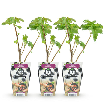 Schwarze Johannisbeere Ribes nigrum Titania winterhart 3 Pflanzen Ø9cm Höhe 30cm – Aromatische Johannisbeerpflanze für Garten Beet Balkon & Terrasse 
