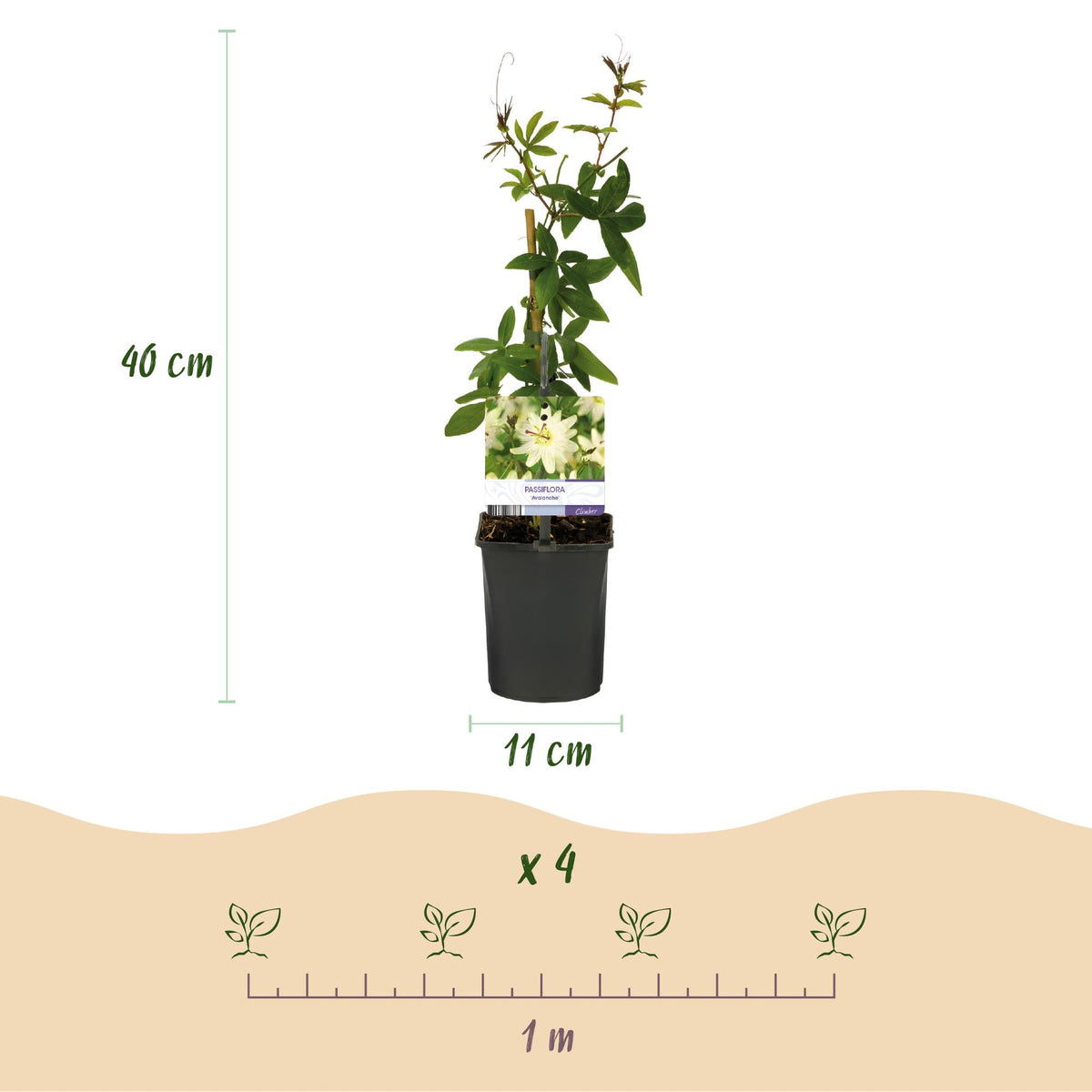 Passionsblume - Passiflora Avalanche - Blüte Weiß - Pflegeleicht - 2 Pflanzen - Topf 11cm Höhe 40cm 