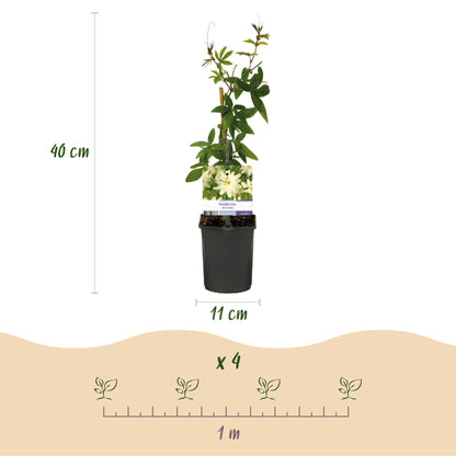 Passionsblume - Passiflora Avalanche - Blüte Weiß - Pflegeleicht - 2 Pflanzen - Topf 11cm Höhe 40cm 