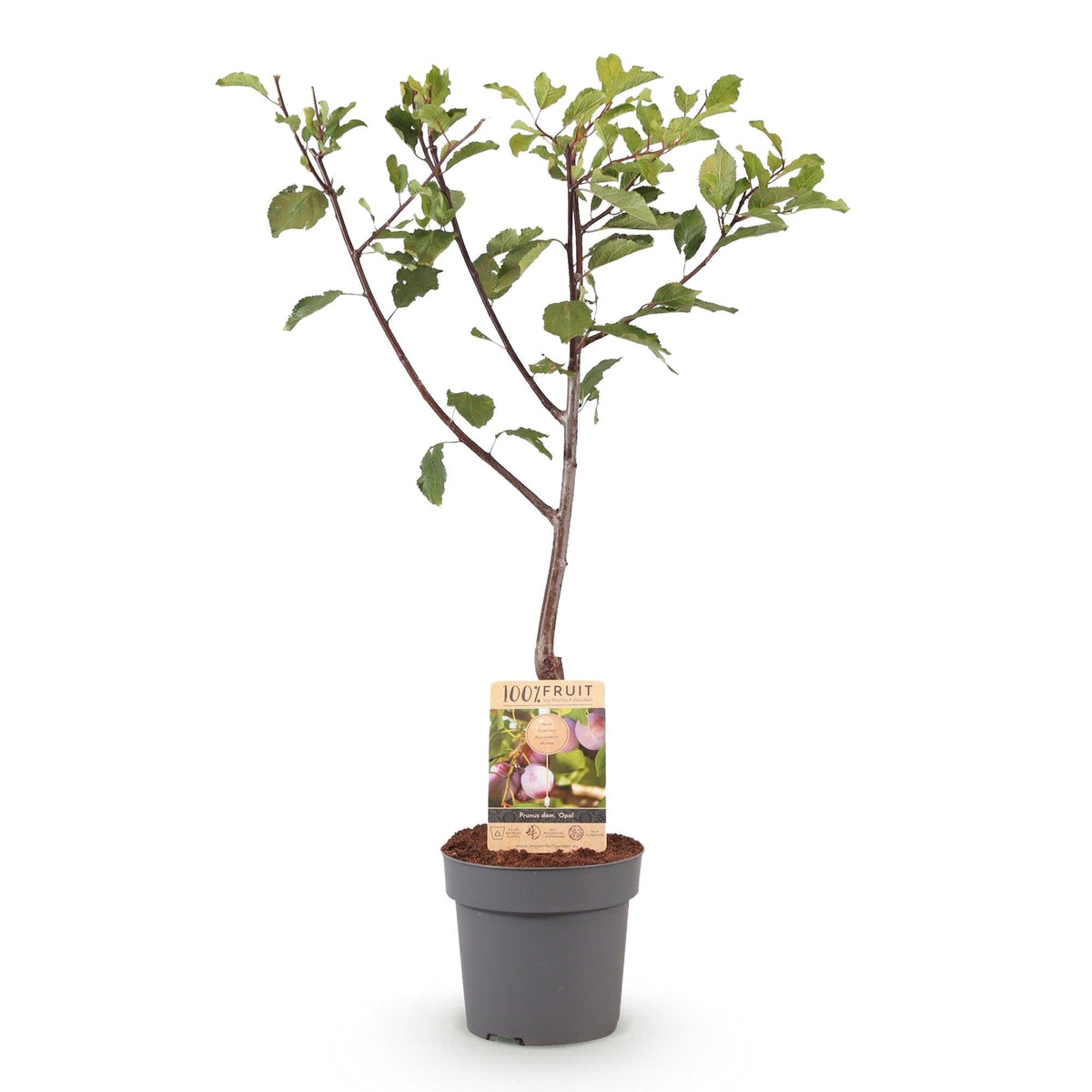 Pflaumenbaum – Prunus domestica 'Opal' – ca. 90 cm hoch – Topf Ø21 cm – gelb-rote Früchte – selbstfruchtend & ertragreich – Obstbaum für Garten & Terrasse 