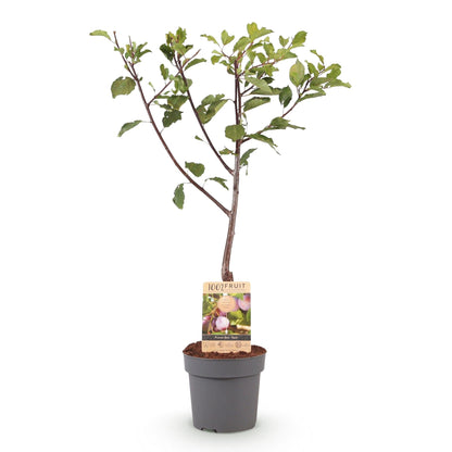 Pflaumenbaum – Prunus domestica 'Opal' – ca. 90 cm hoch – Topf Ø21 cm – gelb-rote Früchte – selbstfruchtend & ertragreich – Obstbaum für Garten & Terrasse 