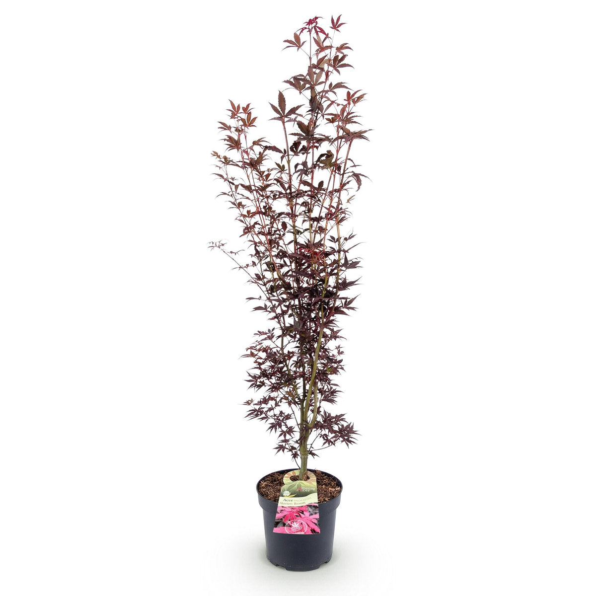 Green boutiQ - Gartenpflanze - Acer palmatum Atropurpureum - Japanischer Ahorn - Laubabwerfend - Lila - 1 - Topf 26cm - Höhe 90cm 