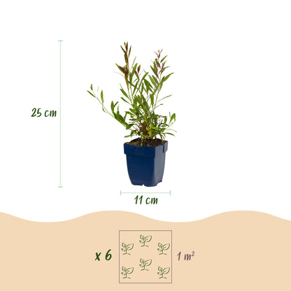 Prachtkerze 'Whirling Butterflies' – Gaura lindheimeri 'Whirling Butterflies' – 6 Pflanzen – Topf Ø11cm – Ansicht 3