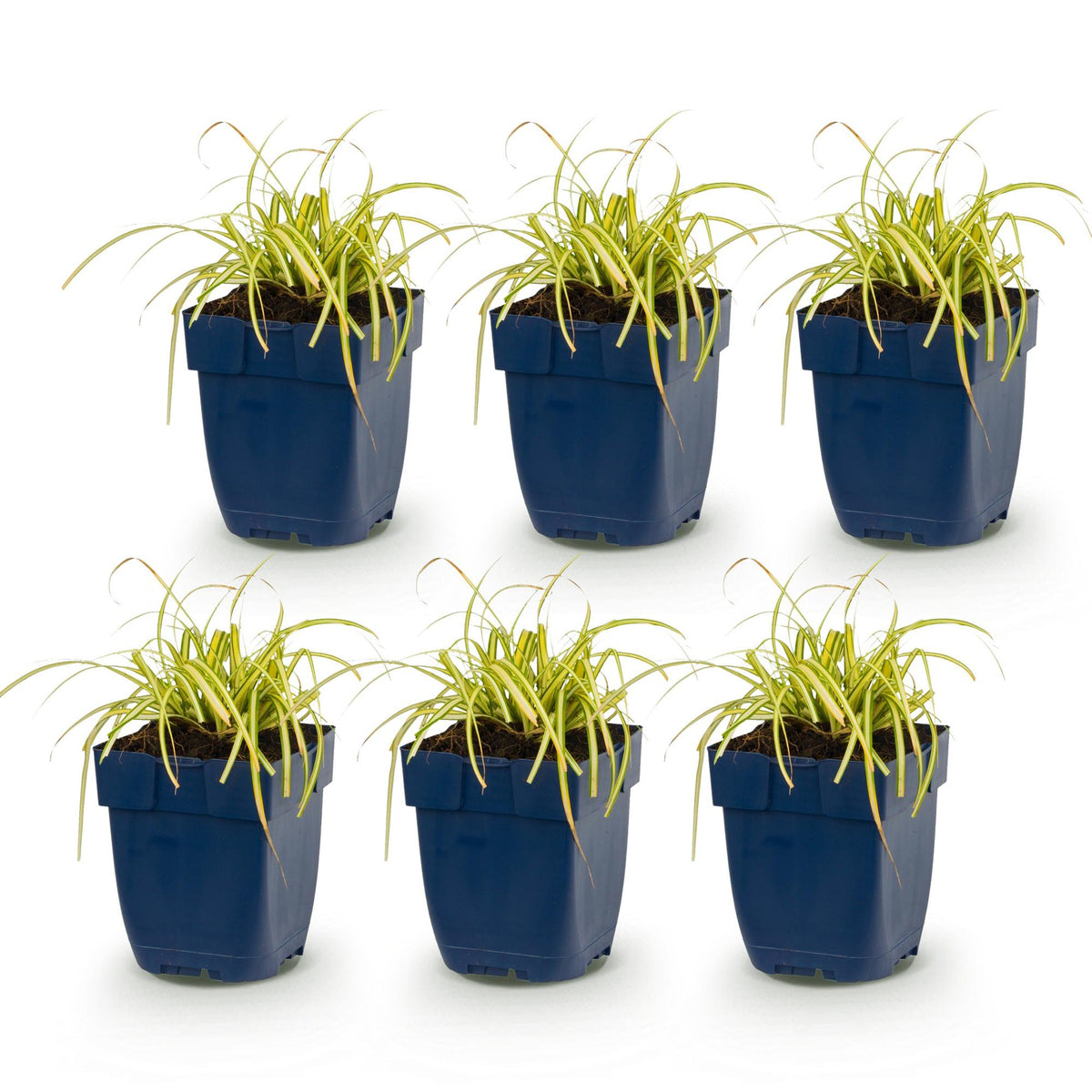 Segge 'Evergold' – Carex oshimensis 'Evergold' – 6 Pflanzen – Topf Ø11cm – Staude für Garten & Balkon – Ansicht 2
