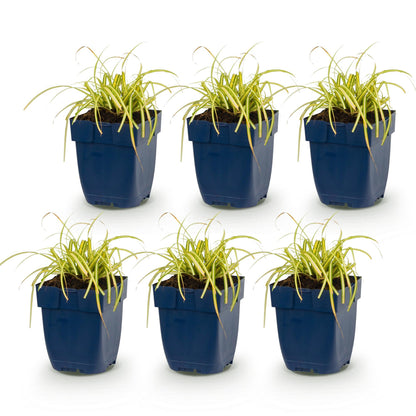 Segge 'Evergold' – Carex oshimensis 'Evergold' – 6 Pflanzen – Topf Ø11cm – Staude für Garten & Balkon – Ansicht 2