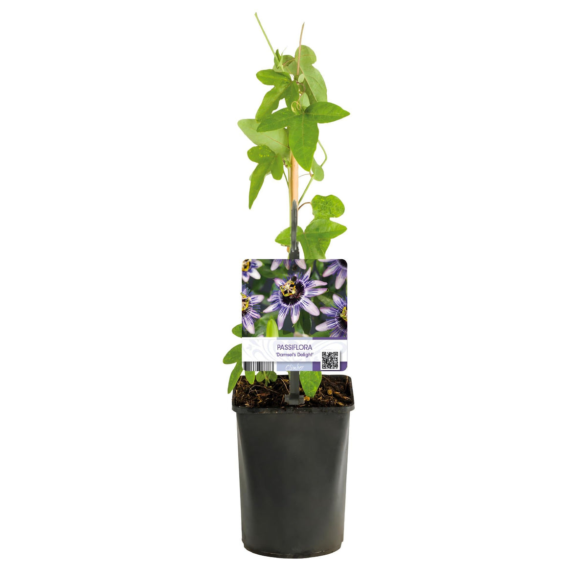 Passionsblume - Passiflora Damsels Delight - Blüte Lila mit Weiß - Wenig Pflege - 2 Pflanzen - Topf 11cm Höhe 40cm 