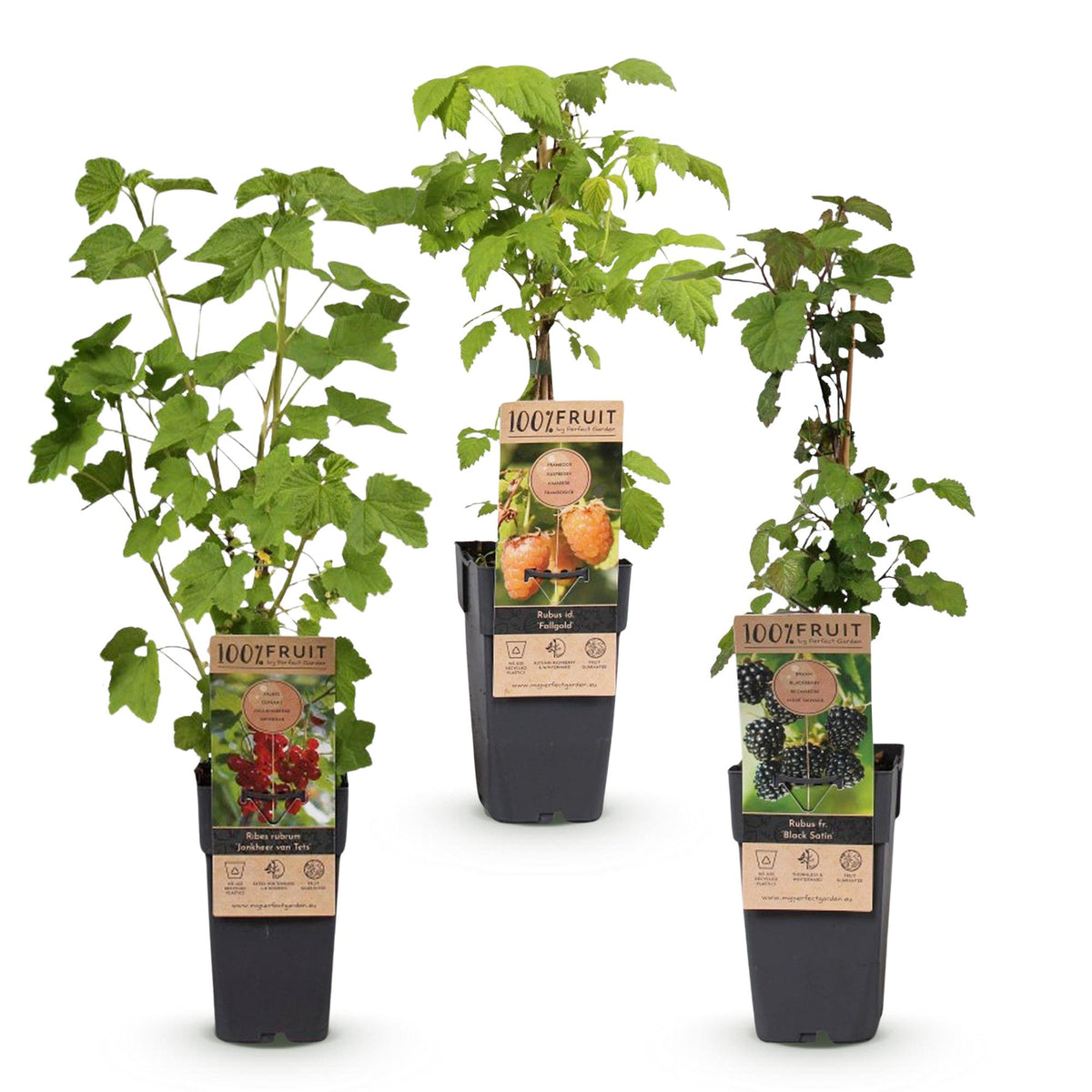 Green boutiQ - Fruit plant - Ribes-Rubes Mix - Tricolour - Hardy - Red Currant - Black Raspberry - Yellow Raspberry - 3 Plants - Pot 15cm - Height 50cm 