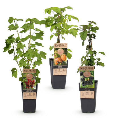Green boutiQ - Fruit plant - Ribes-Rubes Mix - Tricolour - Hardy - Red Currant - Black Raspberry - Yellow Raspberry - 3 Plants - Pot 15cm - Height 50cm 