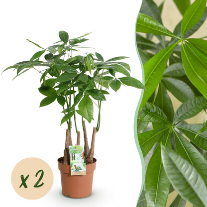 Green boutiQ - Zimmerpflanzen - Pachira Aquatica Mehrstamm - Geldbaum - Wenig Pflege - Grün - 2 Pflanzen - Topf 17cm - Höhe 50-55cm 