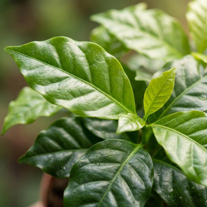 Coffea Arabica Kaffeepflanze – 4 Pflanzen – Ø12cm – Höhe ca.25cm – Tropische Zimmerpflanze mit glänzenden Blättern – Dekorativer Kaffeebaum für Wohnraum & Büro 