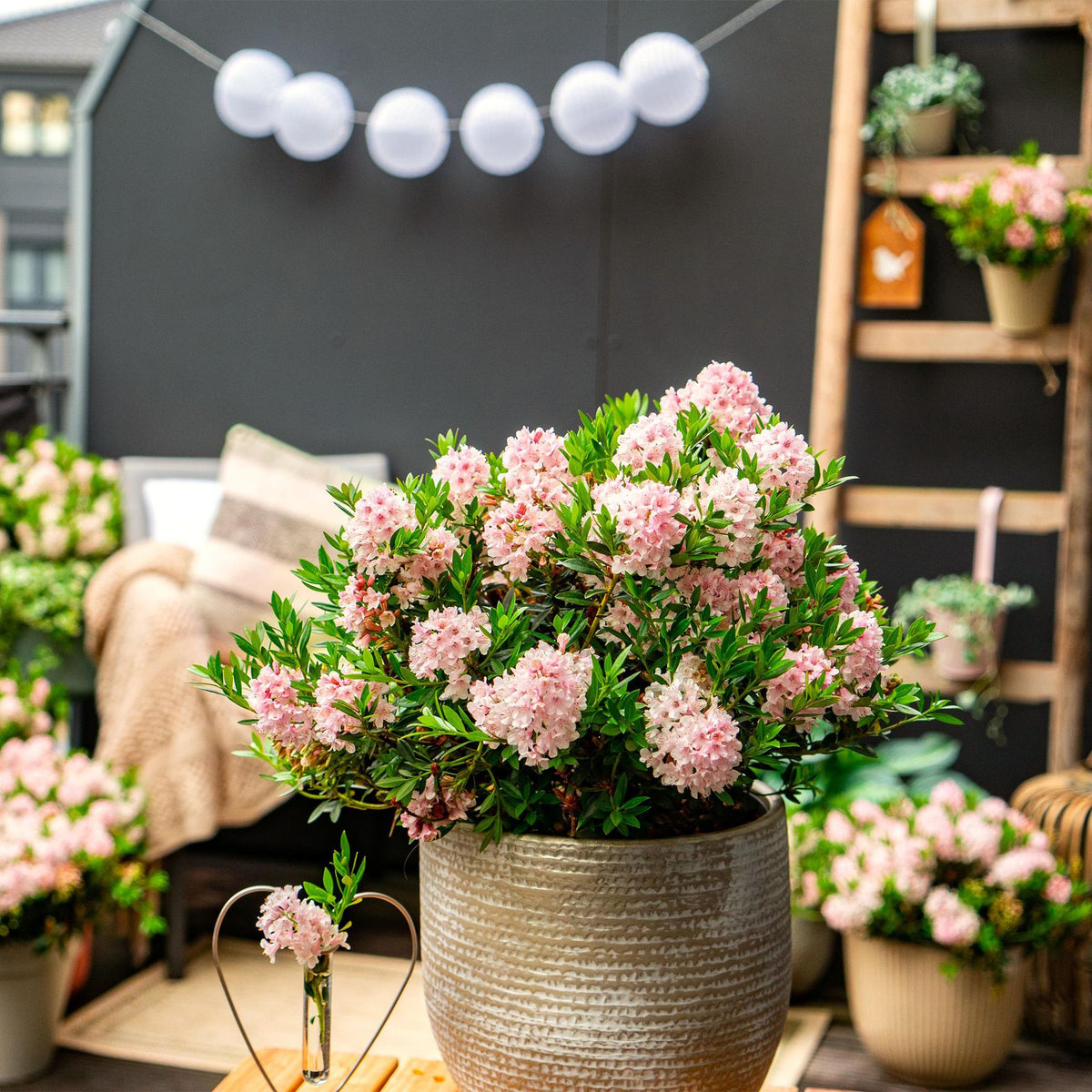 Green boutiQ - Zwerg-Rhododendron - Rhododendron Bloombux Light Pink - Blühende Buxus - Wenig Pflege - Hellrosa Blüte - 1 Pflanze - Topf 23cm - Höhe 45-55cm 