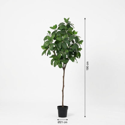 Magnolia Kunstpflanze 190cm – Große Magnolienbaum Deko Pflanze – Pflegefreie Zimmerpflanze für Wohnzimmer Büro & Empfangsbereich - Oasis of Life