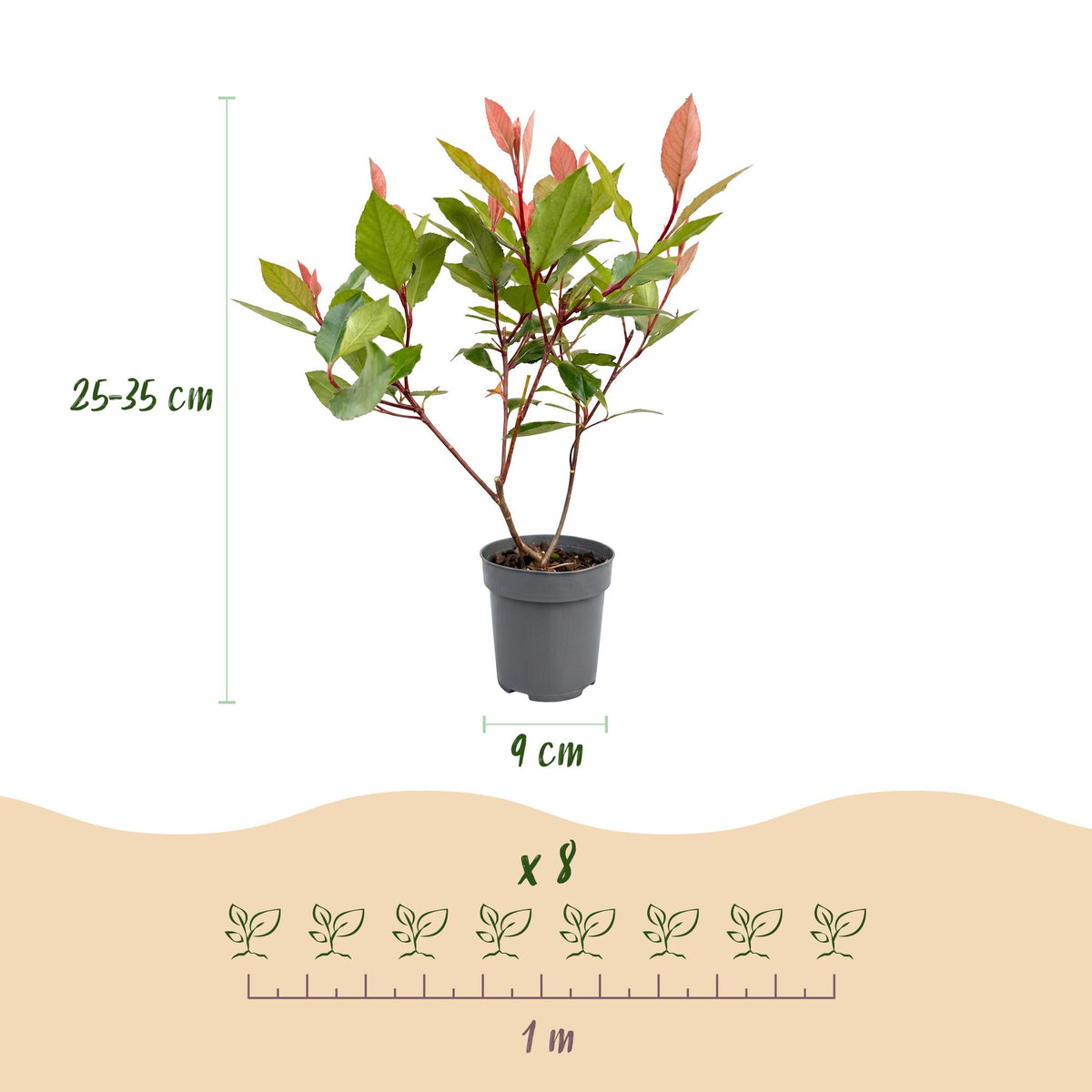 Glanzmispel 'Little Red Robin' – Photinia fraseri 'Little Red Robin' – 16 Heckenpflanzen – Topf Ø9cm – Ansicht 4
