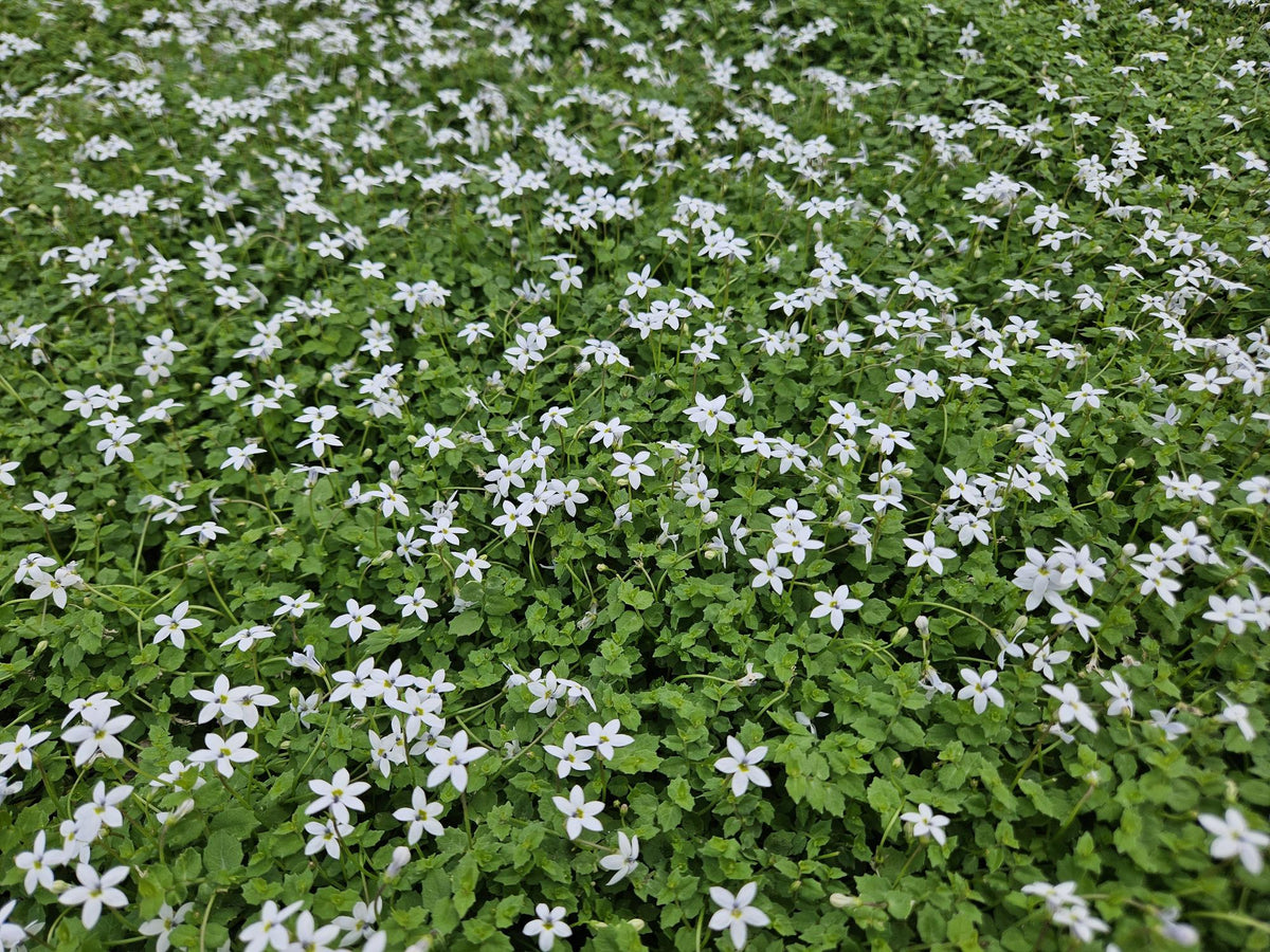 Weißer Bubikopf Isotoma fluviatilis 'Alba' – ↕10-25cm – Ø9cm – 6 Pflanzen – Bodendecker, Winterhart, Pflegeleicht, Weiße Blüten, Halbschatten geeignet 