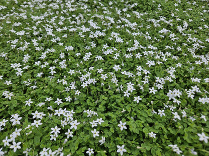 Weißer Bubikopf Isotoma fluviatilis 'Alba' – ↕10-25cm – Ø9cm – 6 Pflanzen – Bodendecker, Winterhart, Pflegeleicht, Weiße Blüten, Halbschatten geeignet 