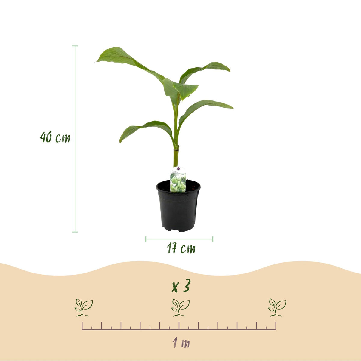 Bananenpflanze Musa Basjoo – 2 Pflanzen – Winterhart – Obstpflanze – Ø17 cm – Höhe ca. 40 cm – Exotische Gartenbanane für Beet, Balkon & Terrasse 
