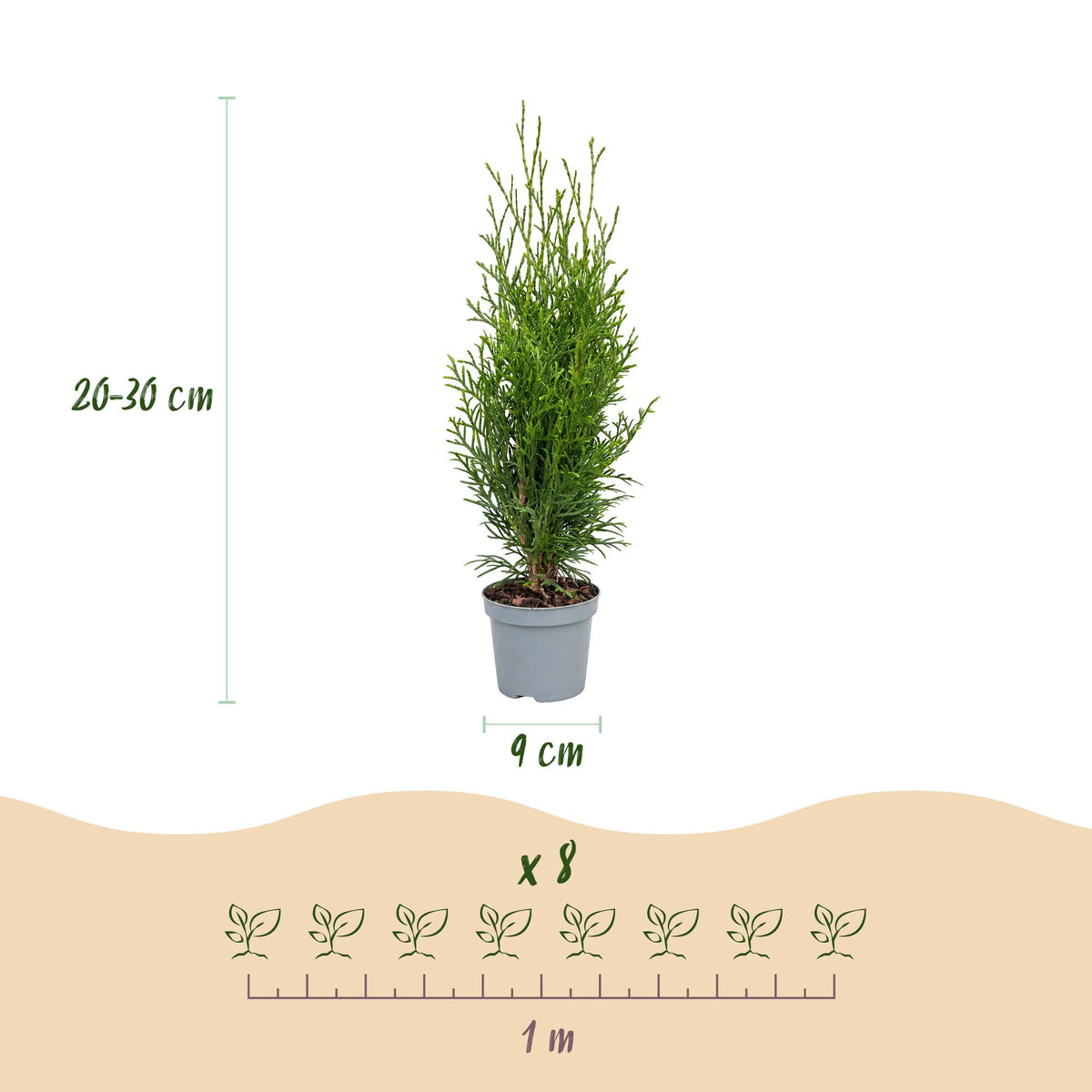 Lebensbaum 'Smaragd' – Thuja occidentalis 'Smaragd' – 16 Heckenpflanzen – Topf Ø9cm – Höhe 20-30cm – Ansicht 4