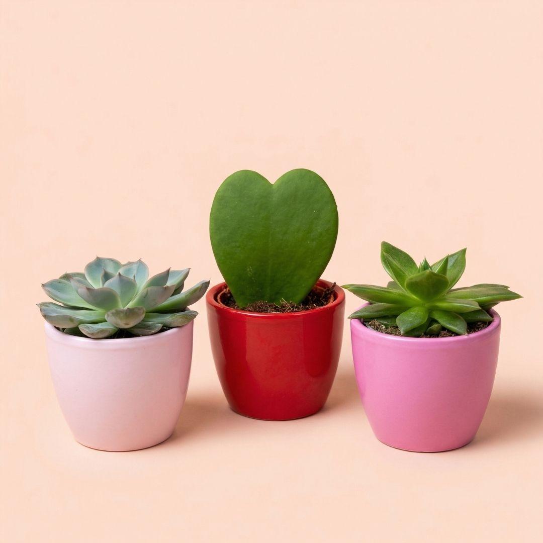 Plant set van 3 met mini pot - Love - Vetplanten - roze/rood - Ø 6 cm 