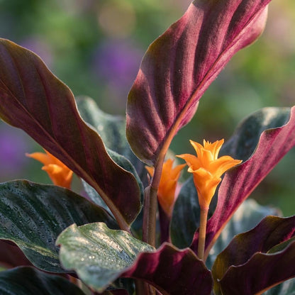 Korbmarante Calathea Crocata – Ø14cm – Höhe 40–45cm – Orange Blüten – Tropische Zimmerpflanze für Wohnraum Büro & schattige Standorte 