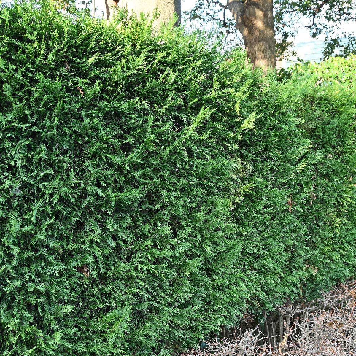 Leyland-Zypresse Cupressocyparis leylandii – Immergrüne Heckenpflanze – 8 Pflanzen – 1 m – 9 cm Höhe 35–40 cm – Schnellwachsend & Pflegeleicht 