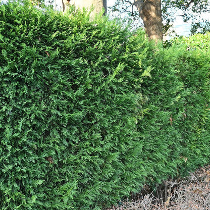 Leyland-Zypresse Cupressocyparis leylandii – Immergrüne Heckenpflanze – 8 Pflanzen – 1 m – 9 cm Höhe 35–40 cm – Schnellwachsend & Pflegeleicht 