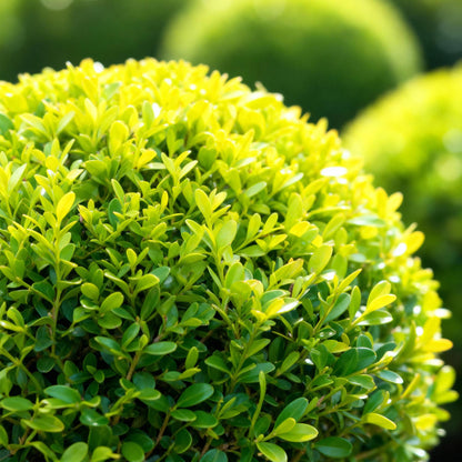 GreenboutiQ - Buxus Kugel - BetterBuxus Skylight - Widerstandsfähig gegen Buxuskrankheit - 2 Pflanzen - Topf 26cm Kugel 30cm 