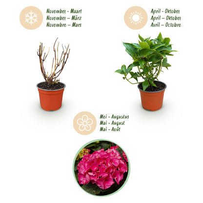Green boutiQ - Gartenpflanze - Hydrangea macrophylla Rot - Hortensie - Winterhart - Rot - 1 Pflanze - Topf 12cm - Höhe 20-30cm 