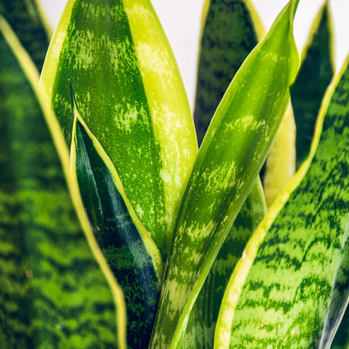 Green boutiQ - Zimmerpflanzen - Sansevieria Laurentii - Schwiegermutterzunge - Wenig Pflege - Grün - Gelb - 1 Pflanze - Topf 17cm - Höhe 60-70cm 