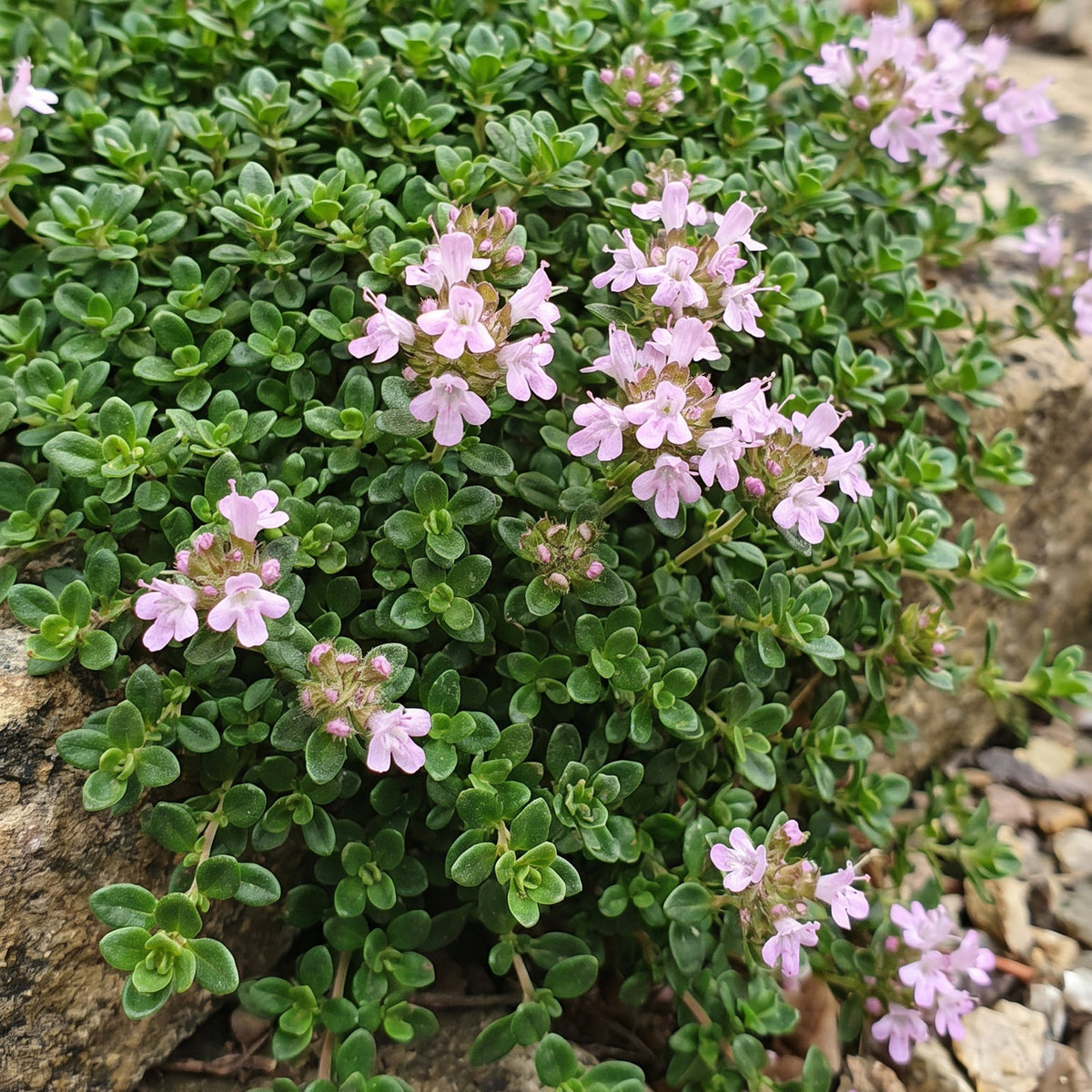 Kriech-Thymian 'Minor' – Thymus praecox 'Minor' – 6 Pflanzen – Topf Ø11cm – Ansicht 5