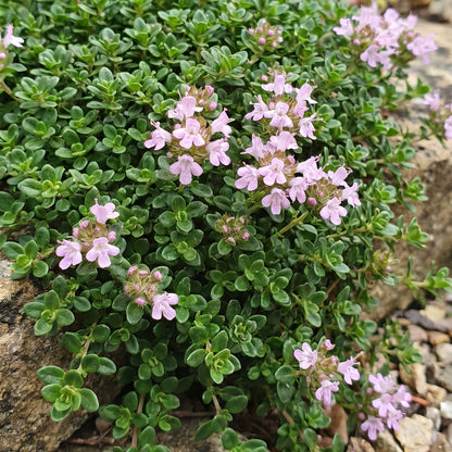 Kriech-Thymian 'Minor' – Thymus praecox 'Minor' – 6 Pflanzen – Topf Ø11cm – Ansicht 5