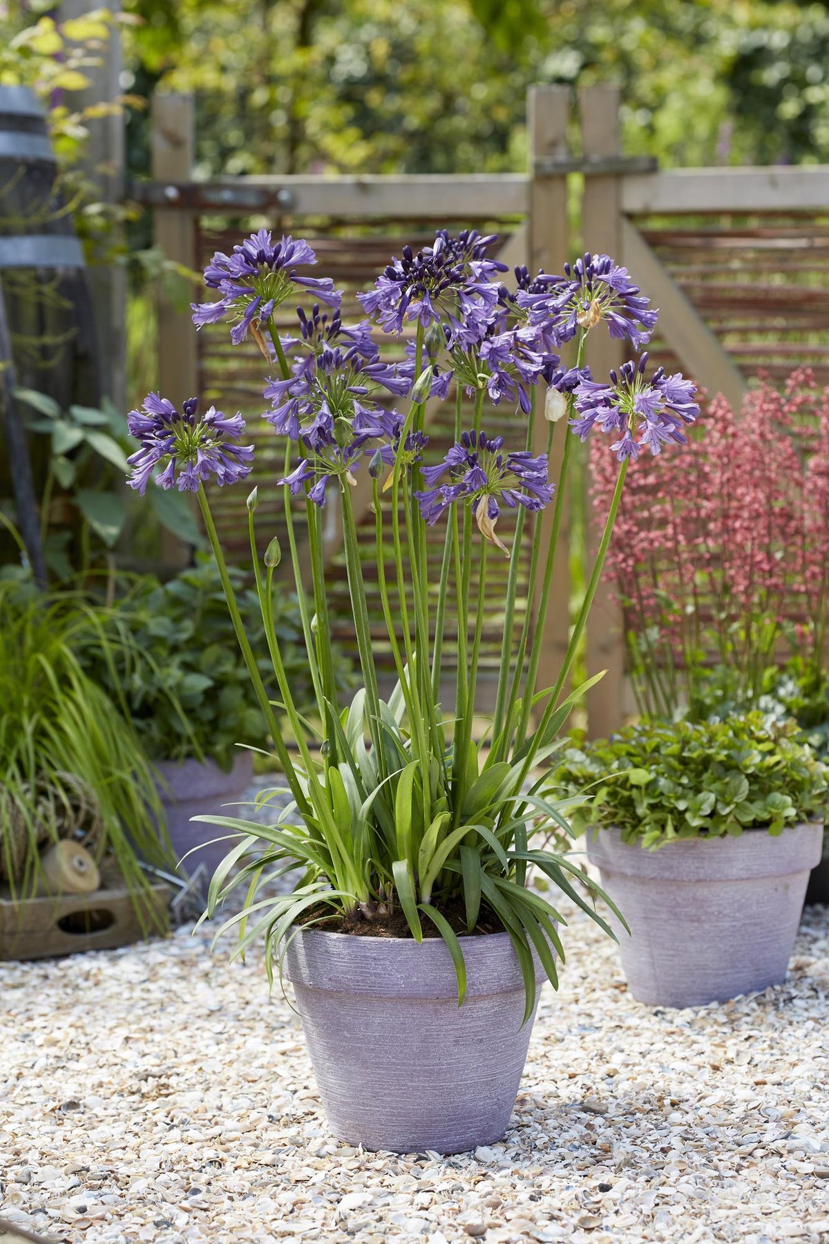 Schmuck-Lilie - Agapanthus 'Poppin Purple' - Ø19cm - ↕30cm 