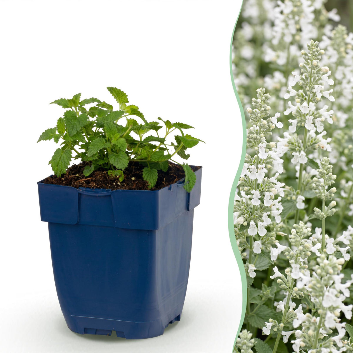 Katzenminze 'Snowflake' – Nepeta faassenii 'Snowflake' – Topf Ø11cm