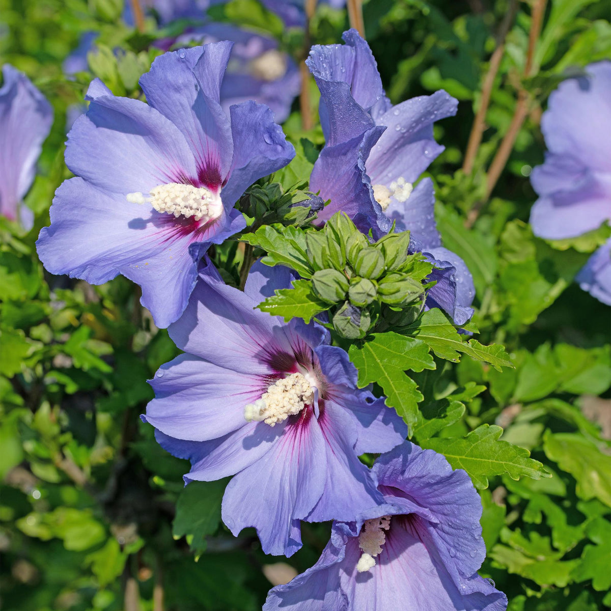 Garteneibisch Hibiscus syriacus Oiseau Blue – Strauch – Blüte Blau – Wenig Pflege – 17cm Höhe 45cm – Für Garten & Terrasse 