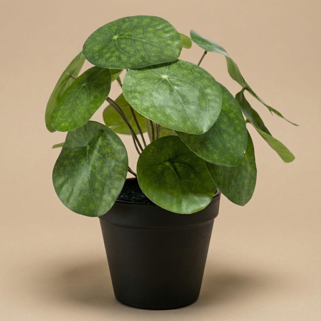 Pilea Kunstpflanze Busch – ca.25cm – Im schwarzen Topf – Realistische künstliche Zimmerpflanze – Pflegefreie Deko für Fensterbank Regal & Büro - Oasis of Life