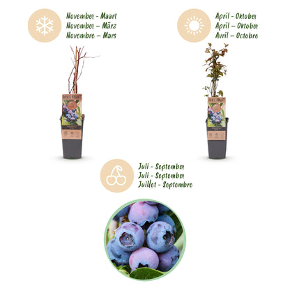 Green boutiQ - Fruit plant - Vaccinium corymbosum Jersey - Blueberry - Hardy - Blue Berry - 2 Plants - Pot 15cm - Height 50cm 