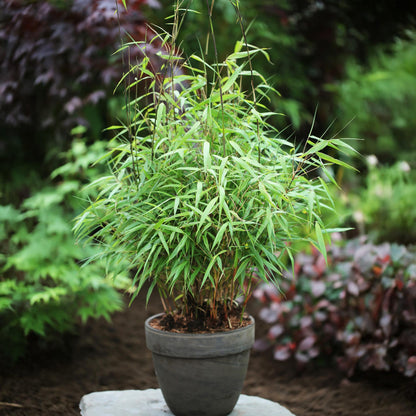 Green boutiQ - Gräser - Fargesia scabrida Asian Wonder - Bambus - Nicht Ausbreitend - Grün - 1 Pflanze - Topf 23 cm - Höhe 80 cm 