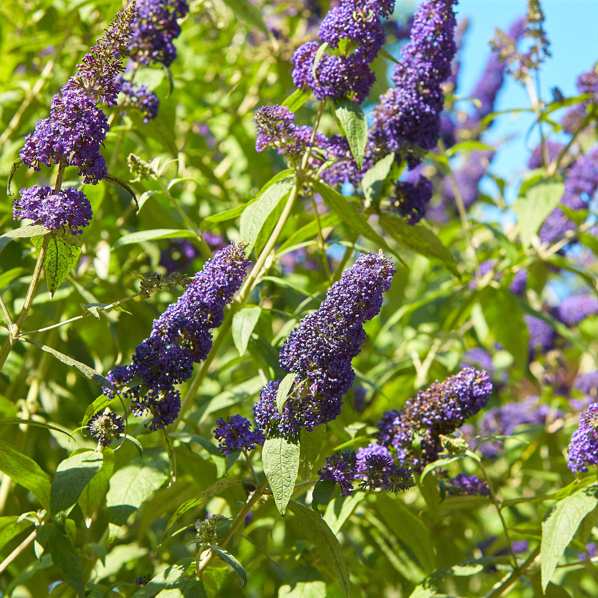Schmetterlingsstrauch Buddleja davidii Empire Blue – Blau blühender, laubabwerfender Gartenstrauch – Schmetterlings- & bienenfreundlich – Pflegeleicht – 17 cm, Höhe 25 cm 