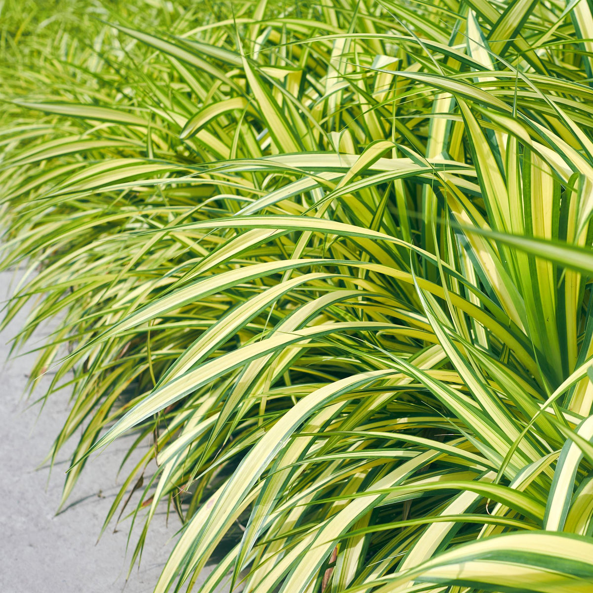 Ziergras Carex oshimensis 'Evergold' – Immergrün – Ø17cm – Höhe 50cm – Gelb – Grün gestreift – Pflegeleicht – Ansicht 14