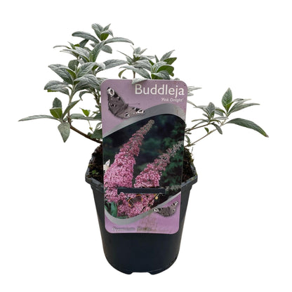 Schmetterlingsstrauch Buddleja davidii Pink Delight – Rosa Blüten – Schmetterlingsfreundlich – Laubabwerfend – 17 cm x H25 cm – Pflegeleicht 